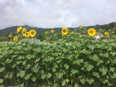 里山景観づくり・ふれあい事業